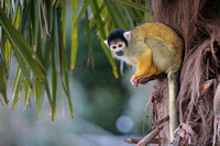 Bolivian Squirrel Monkey