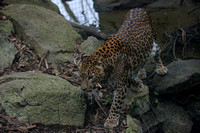 Sri Lanken Leopard
