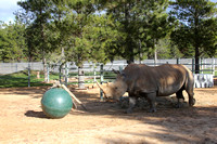 Rhino with New Ball