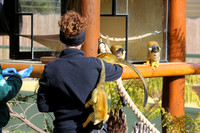 Squirrel Monkeys with Keepers