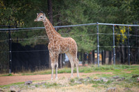 Baby Giraffe Nursing