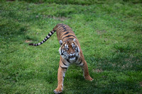 Tigers Ndari