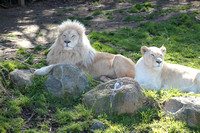 White Lions