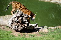 Tiger Ndari on her log