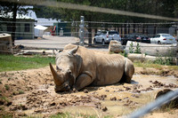 Rhino putting on sunscreen