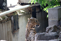 Leopard More Yakalla