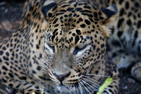Leapard Male Ankesh