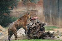 Tiger Ndari cooling her meat in the water