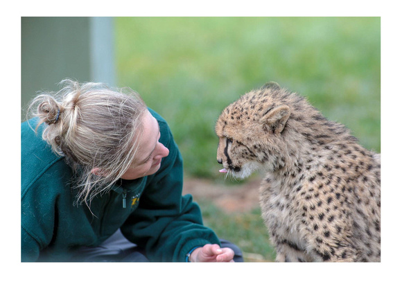 Baby Cheetah and keeper
