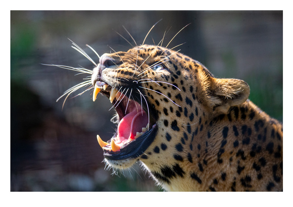 Ankesh Male Sri Lankan Leopard