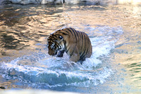 Tazzie Devil Tiger in the water