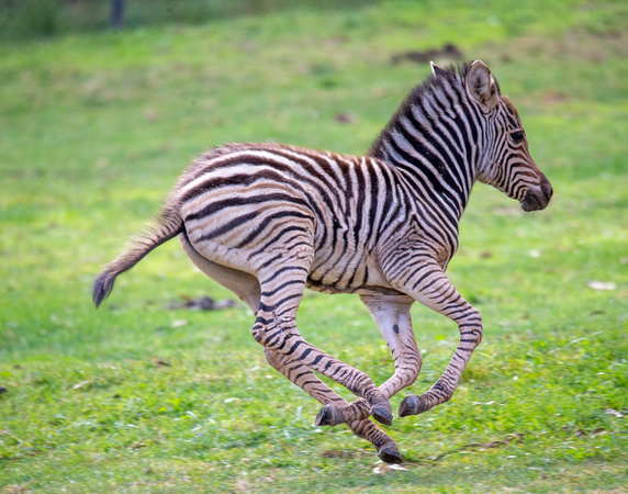 Baby Zebra 2