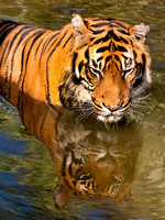 40x30 Tiger reflection